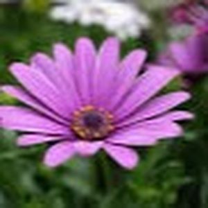 Meet your Posher, Gabby